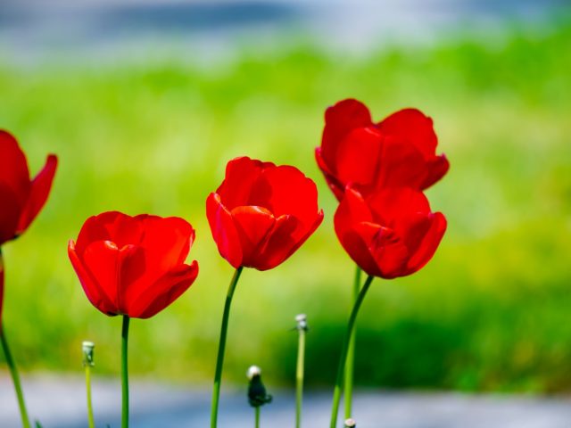 Stratégies efficaces pour anticiper et réduire les allergies printanières